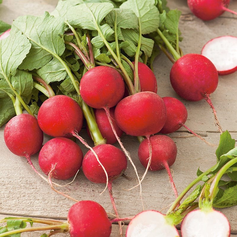Radish Ranch U-pick farm Radishes: Crispy Jewels that Add Color to Autumn