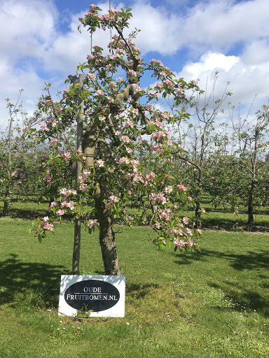 Oudefruitbomen.nl