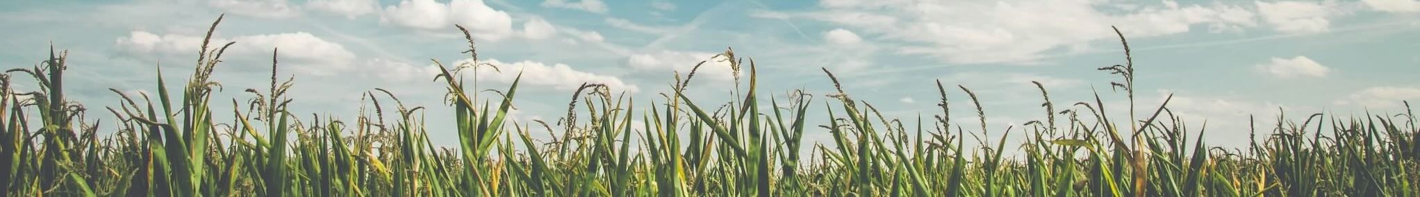 Maïsveld klaar om te plukken