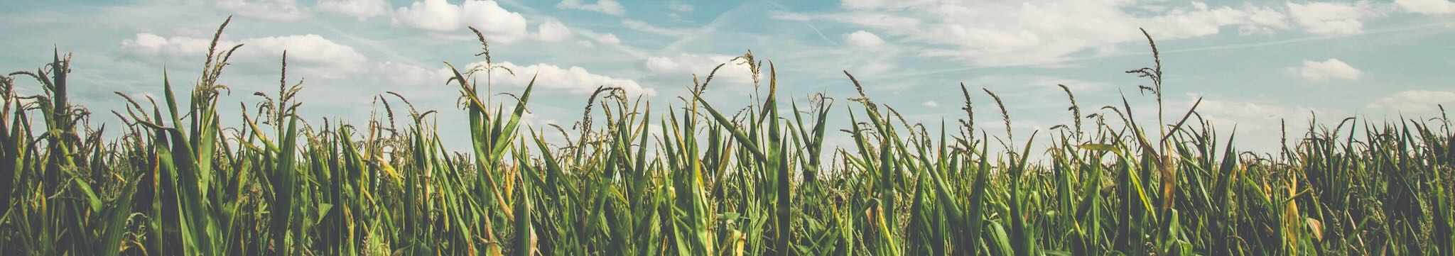 Field of corn ready to be picked